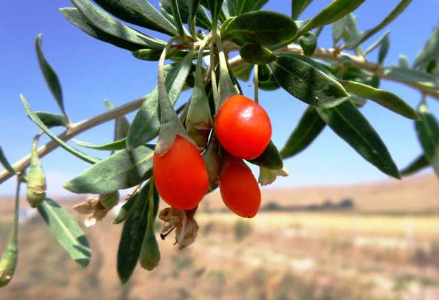 Mutluluk+me%C4%B1vesi+goji+berr%C4%B1+Van%E2%80%99da+%C3%BCretildi Mutluluk+me%C4%B1vesi+goji+berr%C4%B1+Van%E2%80%99da+%C3%BCretildi