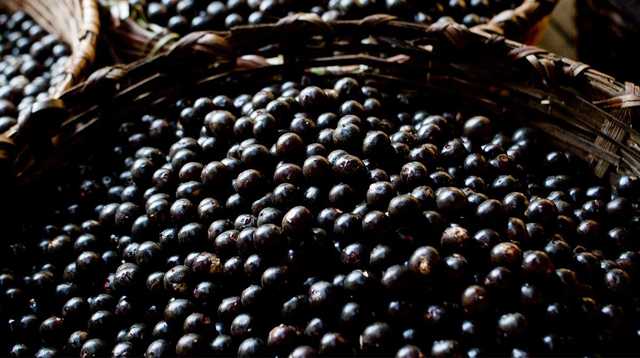Acai+%C3%A7ileğinin+sağlığımıza+fa%C4%B1daları Acai+%C3%A7ileğinin+sağlığımıza+fa%C4%B1daları