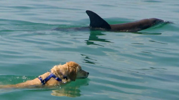 Tory AdasÄ± ben dog ile ilgili gÃ¶rsel sonucu