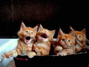 Bulgaristan vatandaşlığı nasıl alınır Bulgaristan vatandaşlığı nasıl alınır