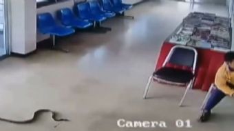 Tayland´da polis merkezine giren yılan kısa süreli bir paniğe neden oldu.