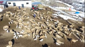 Kayseri´nin Pınarbaşı ilçesinde kuzuların annelerine kavuşurken yaşadığı heyecan saniye saniye gör