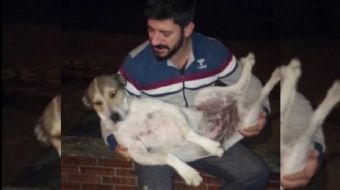 ADANA´da kokoreç ustası Sercan Üçtepe (29) yıllardır tezgahının çevresinde beslediği sokak köpekleri