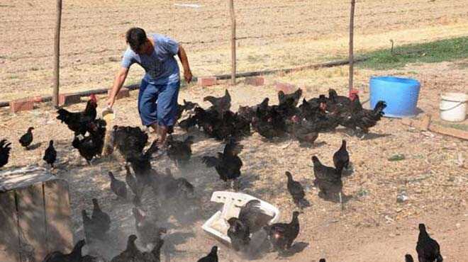 Alt%C4%B1n+yumurtlayan+tavuk+ger%C3%A7ek+oldu%21;