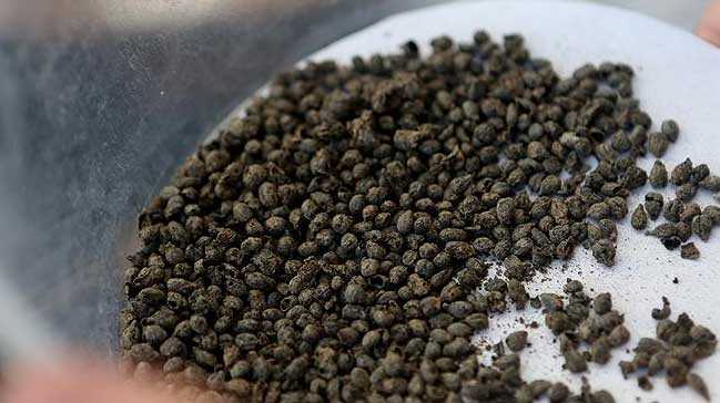 5 bin yıllık üzüm çekirdekleri bulundu 5 bin yıllık üzüm çekirdekleri bulundu