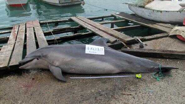 Tarabya+sahiline+vuran+%E2%80%99Afalina%E2%80%99+t%C3%BCr%C3%BC+yunus+av+t%C3%BCfe%C4%9Fi+ile+katledildi