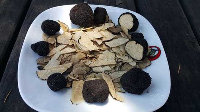 Ormanlardaki+gizli+hazine:+Tr%C3%BCf+Mantar%C4%B1