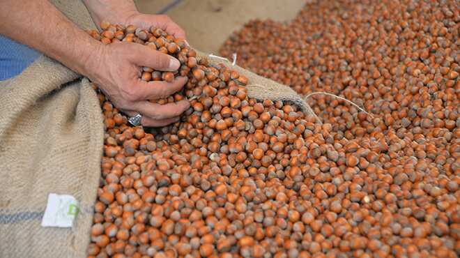 Pazara+258+bin+652+ton+f%C4%B1nd%C4%B1k+indi