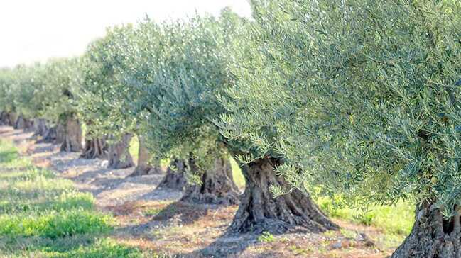 Zeytin+a%C4%9Fac%C4%B1ndan+elde+edilen+ham+maddenin+kilosu+5+bin+Euro%E2%80%99dan+sat%C4%B1l%C4%B1yor