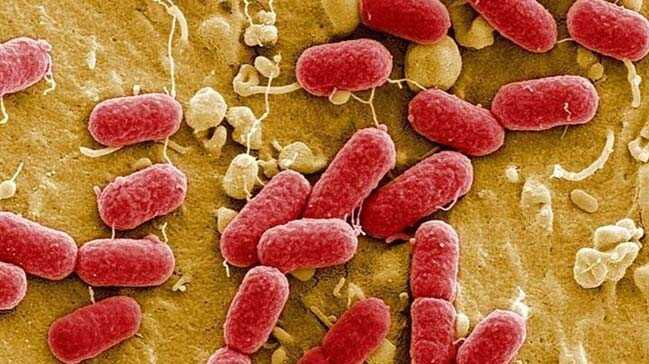 Antibiyotik+direncine+neden+olan+bakterinin+gen+transferi+engellendi%21;