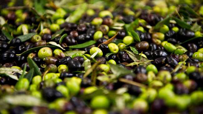 Zeytin+ve+zeytinya%C4%9F%C4%B1nda+rekor+ihracat+beklentisi