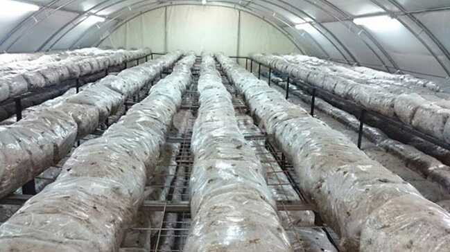 Devlet+deste%C4%9Fiyle+i%C5%9Fini+b%C3%BCy%C3%BCtt%C3%BC,+y%C4%B1lda+30+tona+yak%C4%B1n+mantar+%C3%BCretiyor