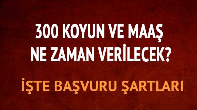 300+koyun+Tar%C4%B1m+Bakanl%C4%B1%C4%9F%C4%B1+son+dakika+ba%C5%9Fvuru+i%C5%9Flemi+ve+%C5%9Fartlar%C4%B1+nedir