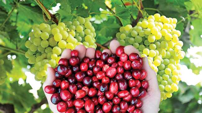 ABD%E2%80%99nin+‘Cranberry%E2%80%99sine kar%C5%9F%C4%B1+Ege%E2%80%99nin+%C3%BCz%C3%BCm%C3%BC