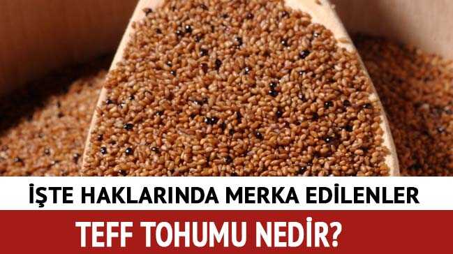 Teff+tohumu+nedir,+faydalar%C4%B1+nelerdir?+Teff+tohumu+nas%C4%B1l+kullan%C4%B1l%C4%B1r?