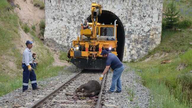 Tren+s%C3%BCr%C3%BCye+dald%C4%B1,+20+b%C3%BCy%C3%BCkba%C5%9F+telef+oldu