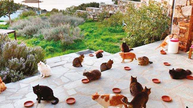 Kediseverler+i%C3%A7in+kaymak+gibi+i%C5%9F