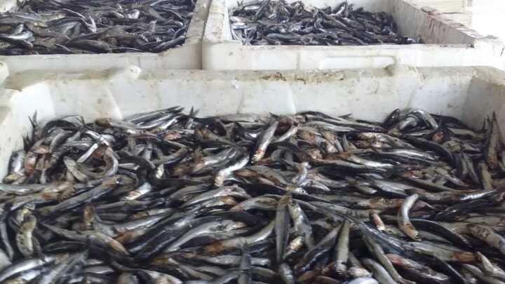 Bursa%E2%80%99da+avlanma+boyutlar%C4%B1n%C4%B1n+alt%C4%B1nda+olan+13+ton+bal%C4%B1%C4%9Fa+el+konuldu+