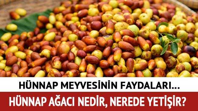 Hünnap meyvesininyararları nelerdir Hünnap meyvesininyararları nelerdir