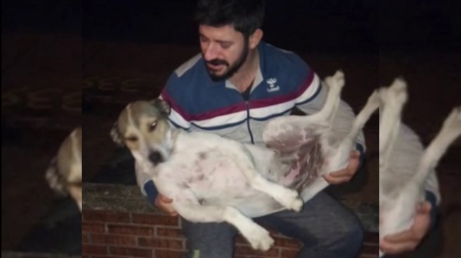 Adana'da bir kokoreççi sokak köpeklerini ninni söyleyerek uyutuyor