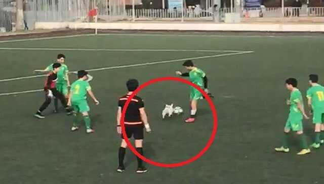 Hakem+ve+futbolcular+topu+sahaya+giren+k%C3%B6pekten+zorlukla+alabildi
