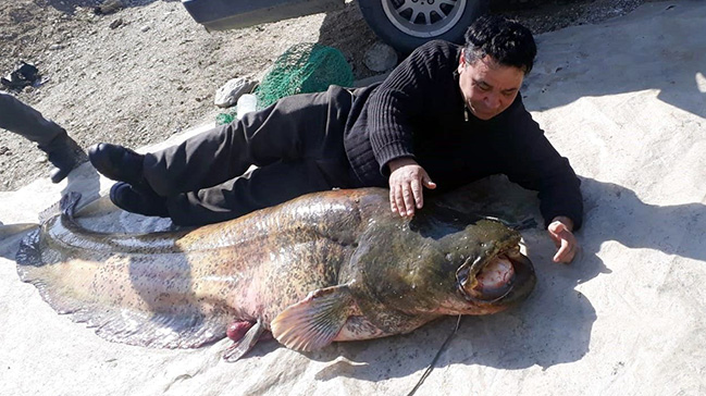 Manisa da 100 kilogramlık yayın balığı yakalandı